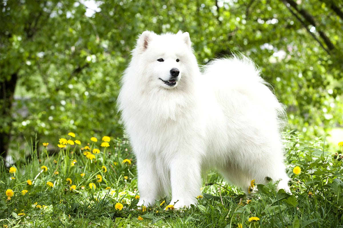 Samoyed smiling happily with fluffy white fur.