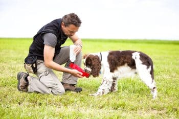 A dog gazing up lovingly at its owner, showing trust and affection.