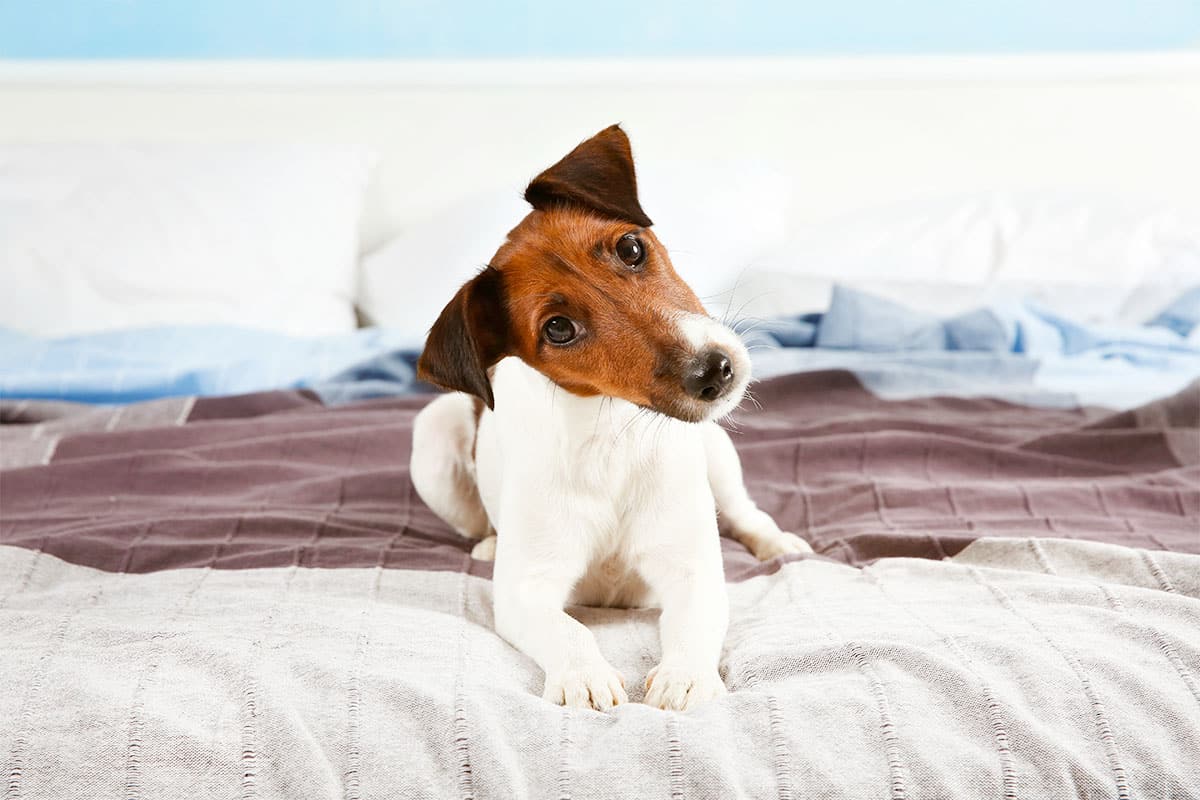 A mischievous dog tilts its head, radiating cuteness and undeniable attitude in one look.
