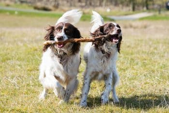 13 Nature Loving Dog Breeds Who Thrive In Woods And Water IHeartDogs