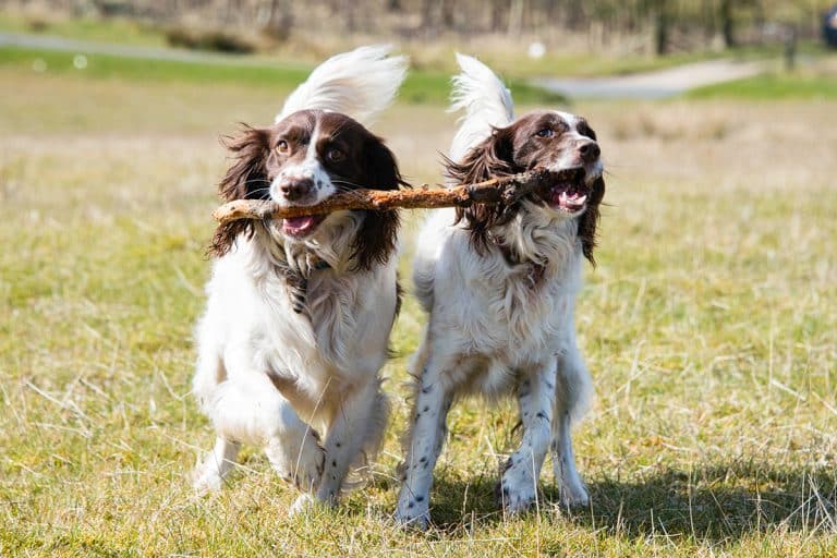 13 Nature-Loving Dog Breeds Who Thrive In Woods And Water - iHeartDogs.com