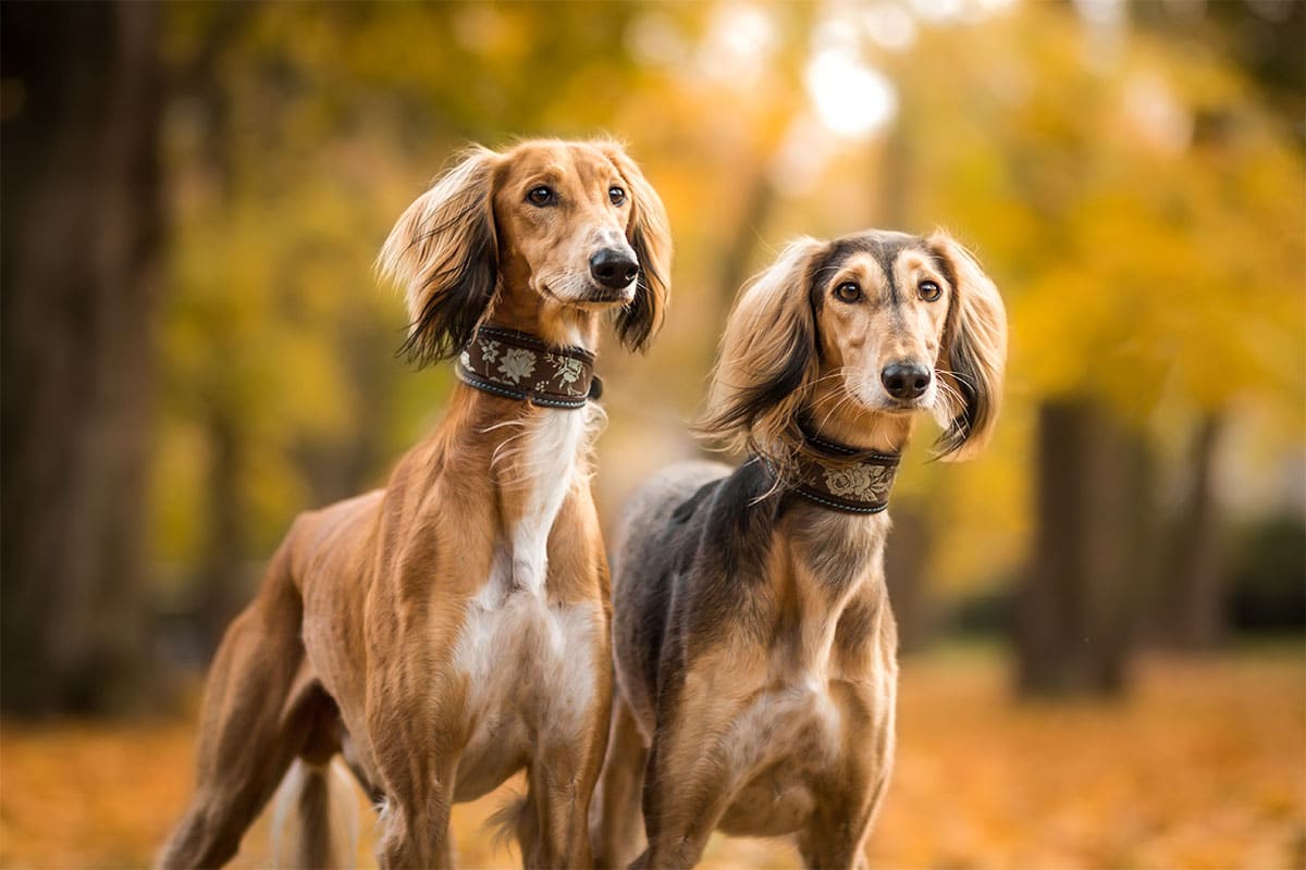 A Saluki walks with quiet elegance, its slim frame radiating ancient poise.