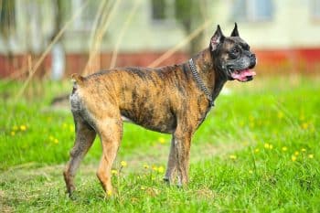 A joyful dog with bright eyes and an excited posture full of pure affection.