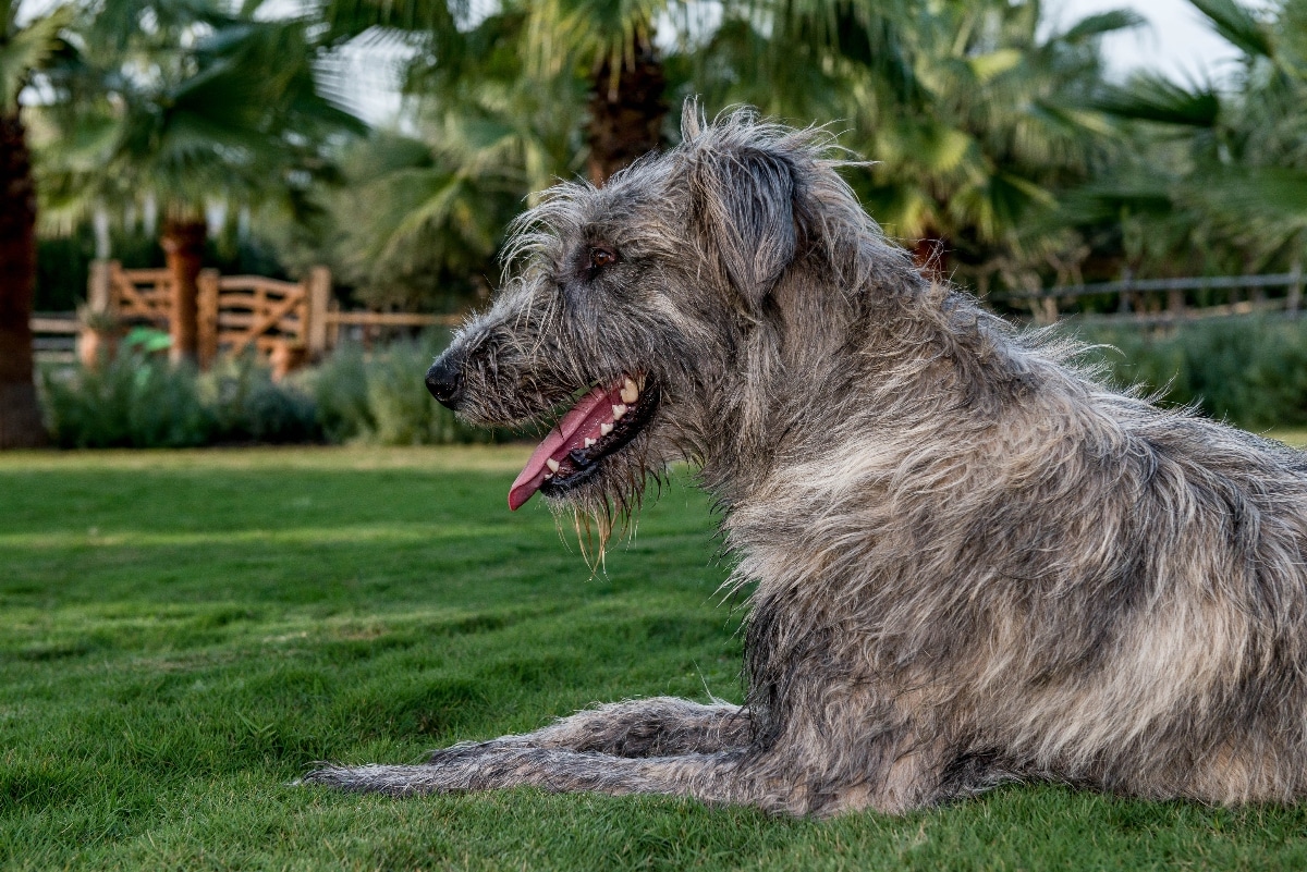 Irish Wolfhound standing quietly with a composed and gentle presence