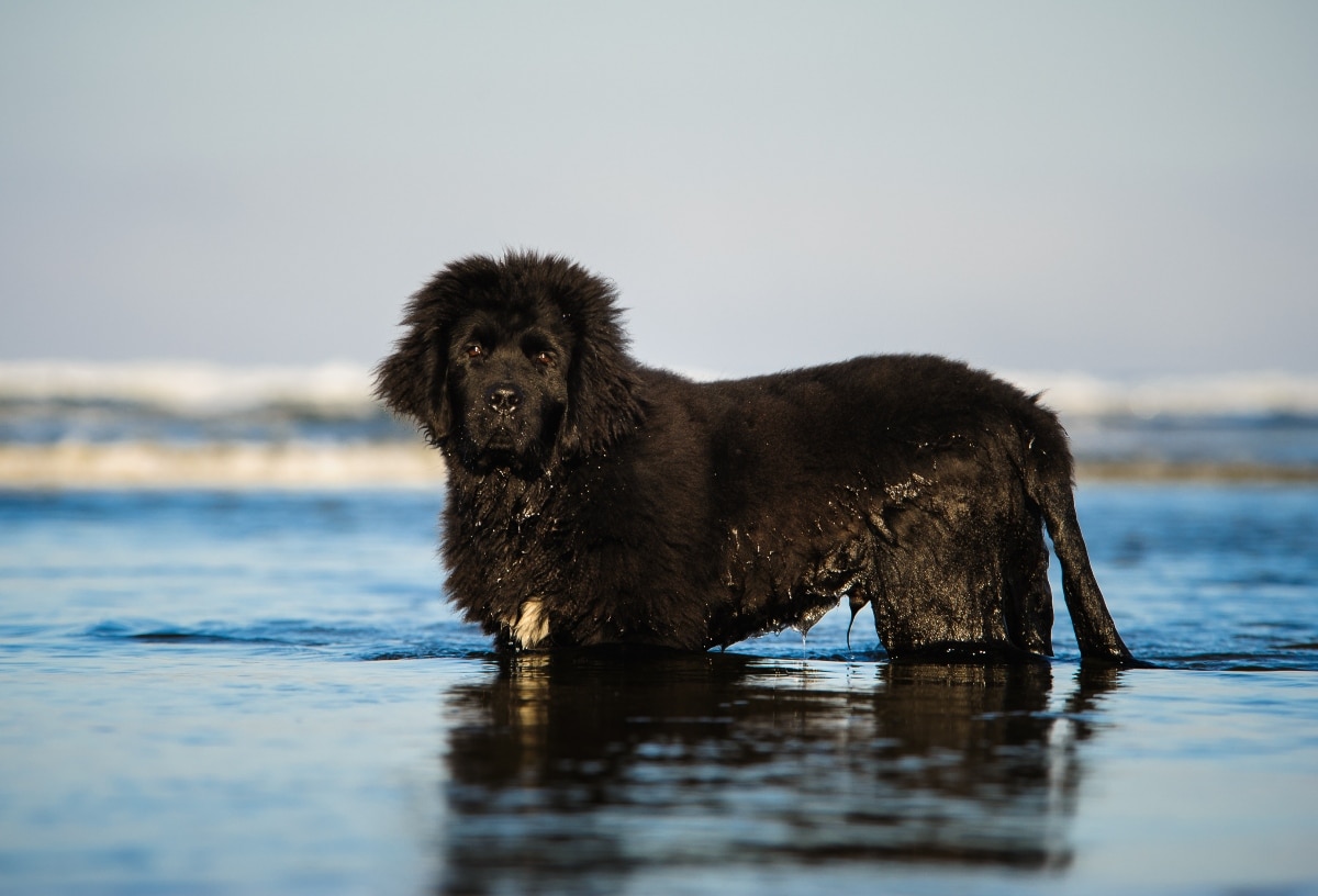 A Newfoundland swimming gracefully, embodying strength, calmness, and a water-loving spirit.