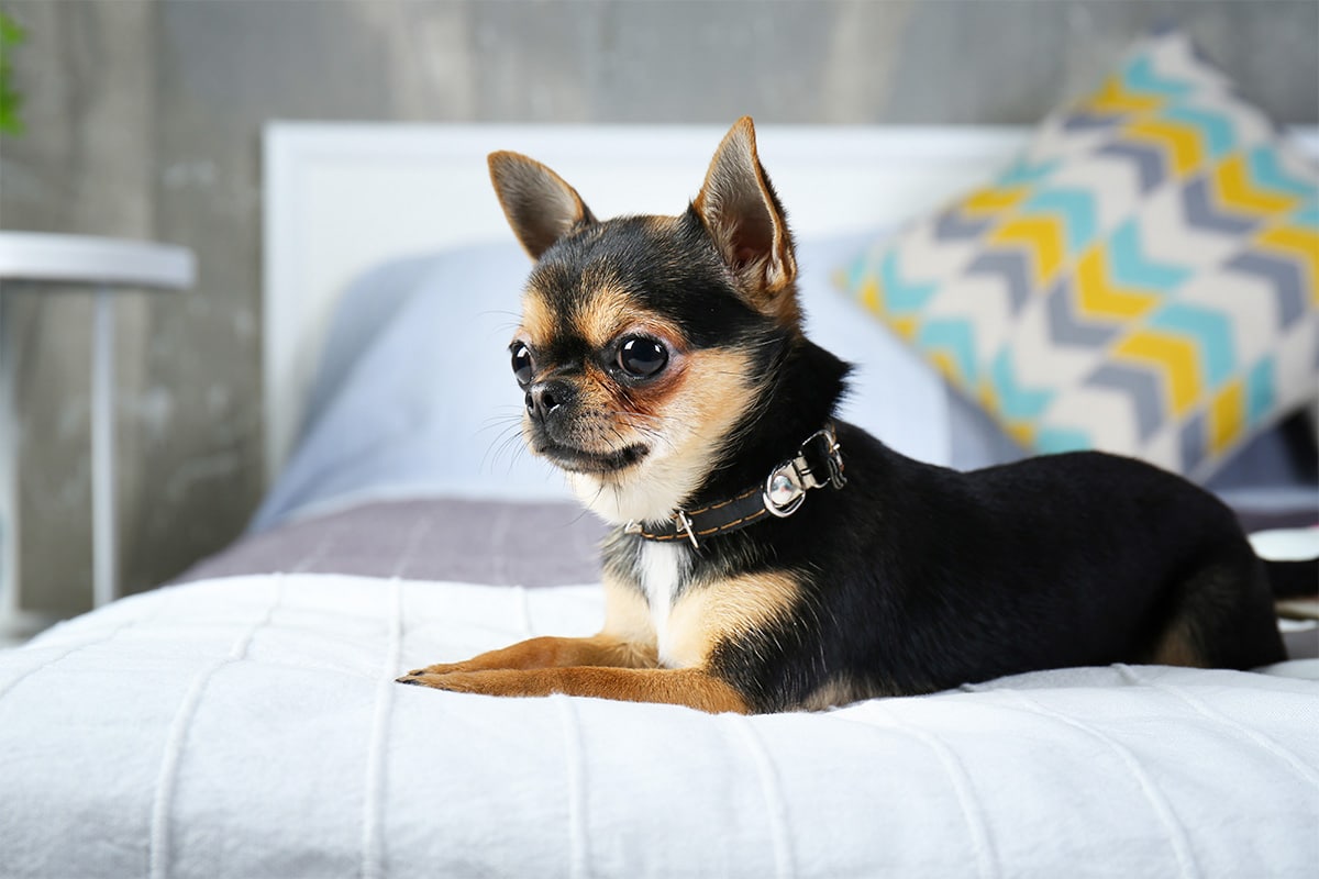 Chihuahua resting comfortably, ideal for life in a small apartment.