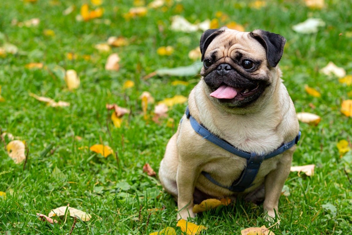 Pug sitting quietly with a charmingly content expression.