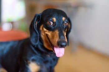 11 Bossy Dog Breeds That Think They’re In Charge
