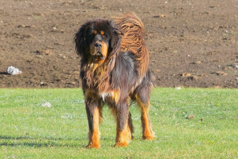 13 Fluffy Dog Breeds That Are Pure Cuteness - iHeartDogs.com