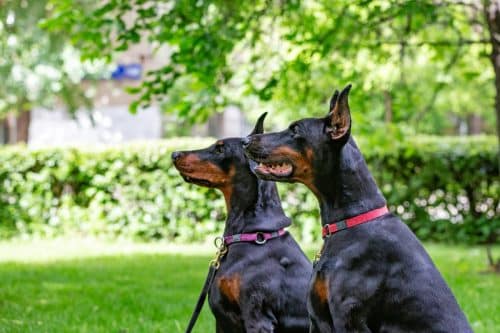 Photo inspiration: Visual Reference: Ideal Diet For Dobermans The Ultimate Doberman Feeding Guide