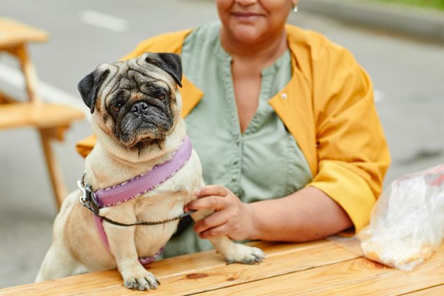 A gentle, loving dog sitting quietly with soulful eyes, evoking calm and senior-friendly companionship.