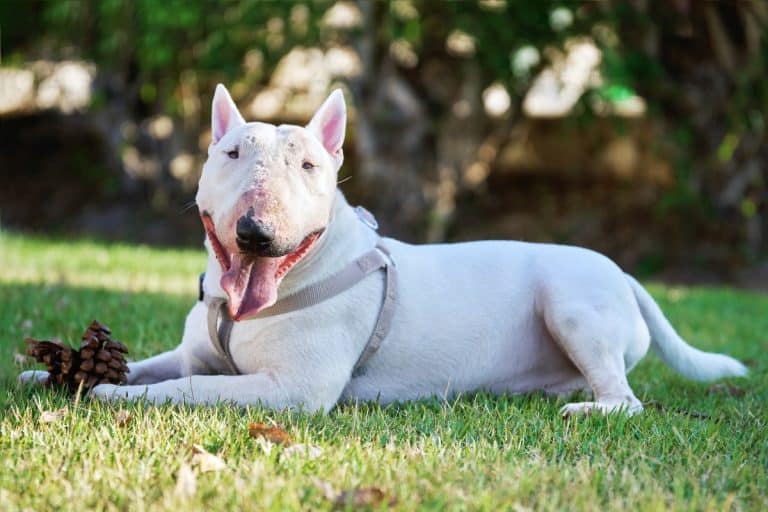 These 9 Unusual Dog Breeds Prove Weird Is Wonderful - iHeartDogs.com