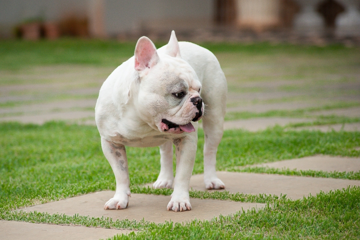  French Bulldog vocalizing with comical, talkative tones.