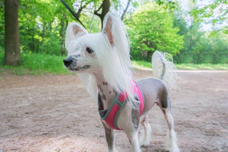 Photo inspiration: Fresh Look at 18 Low Shedding Dog Breeds 2026 Best Picks For A
