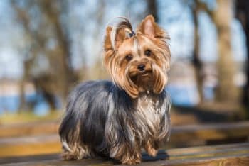 Cute Yorkie standing in a park