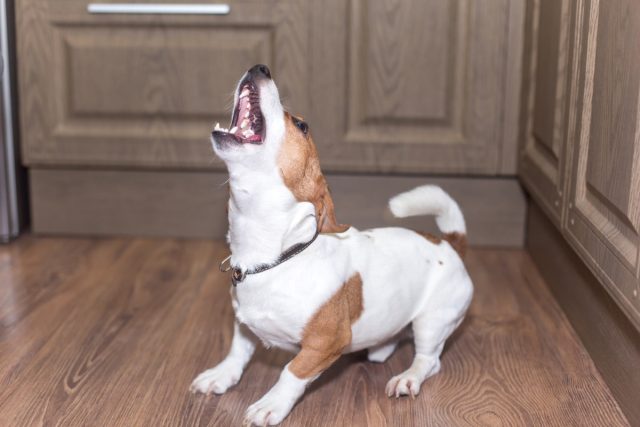 A young dog of the breed Jack Russell is angry at home and bares his teeth.