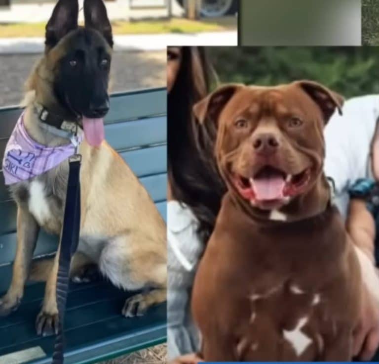 Disturbing Deaths Of 10 Dogs Lead To Arrest Of Dog Trainer And ...