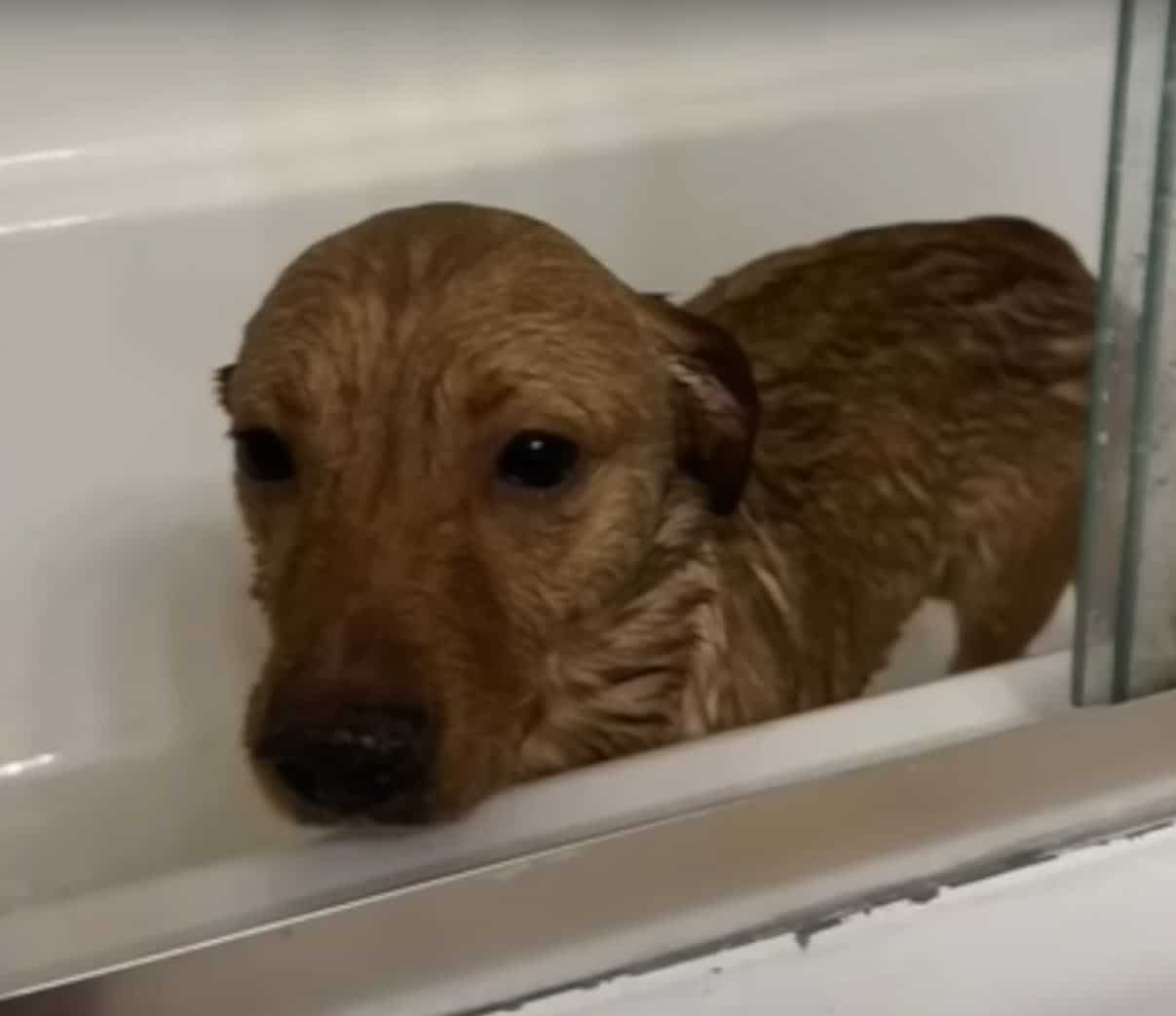 Happy dog getting a much needed bath