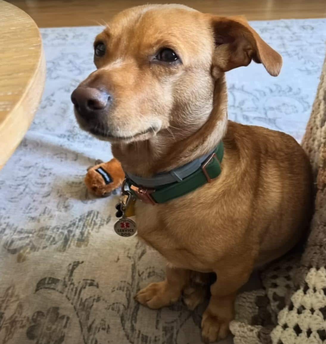 Dog relaxing and looking at his owner after being successfully rescued.