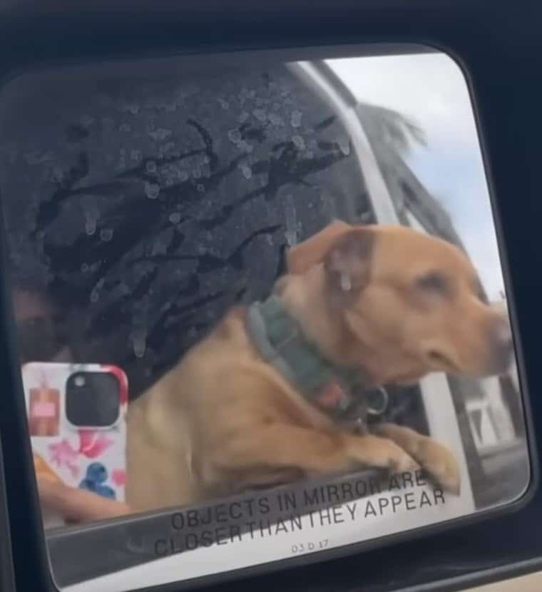 Dog looking out the window of a vehicle