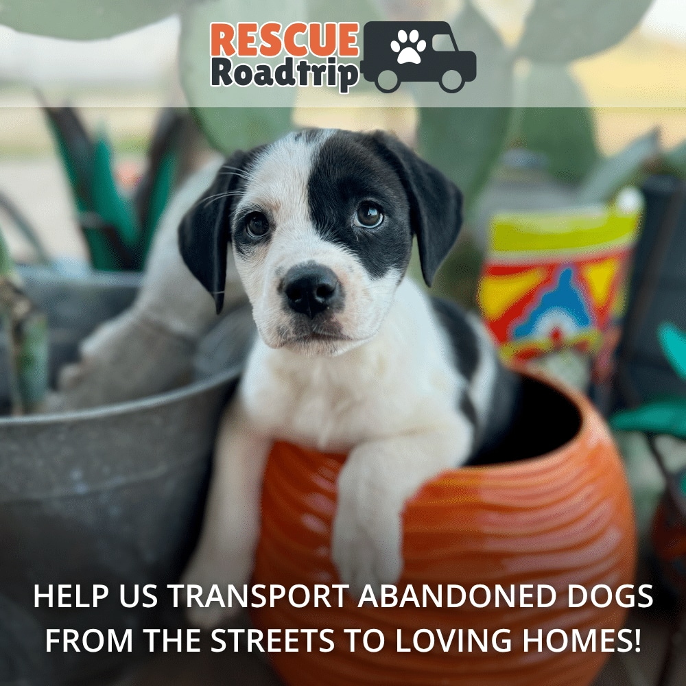RESCUE ROAD TRIP Donation: Helps Transport At-Risk Abandoned Dogs Across State Lines to Safety