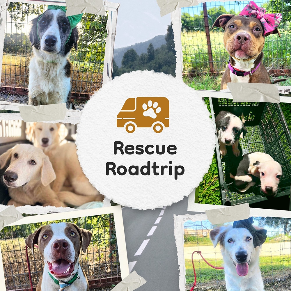 RESCUE ROAD TRIP Donation: Help Empty the Shelters One Rescue Roadtrip At A Time