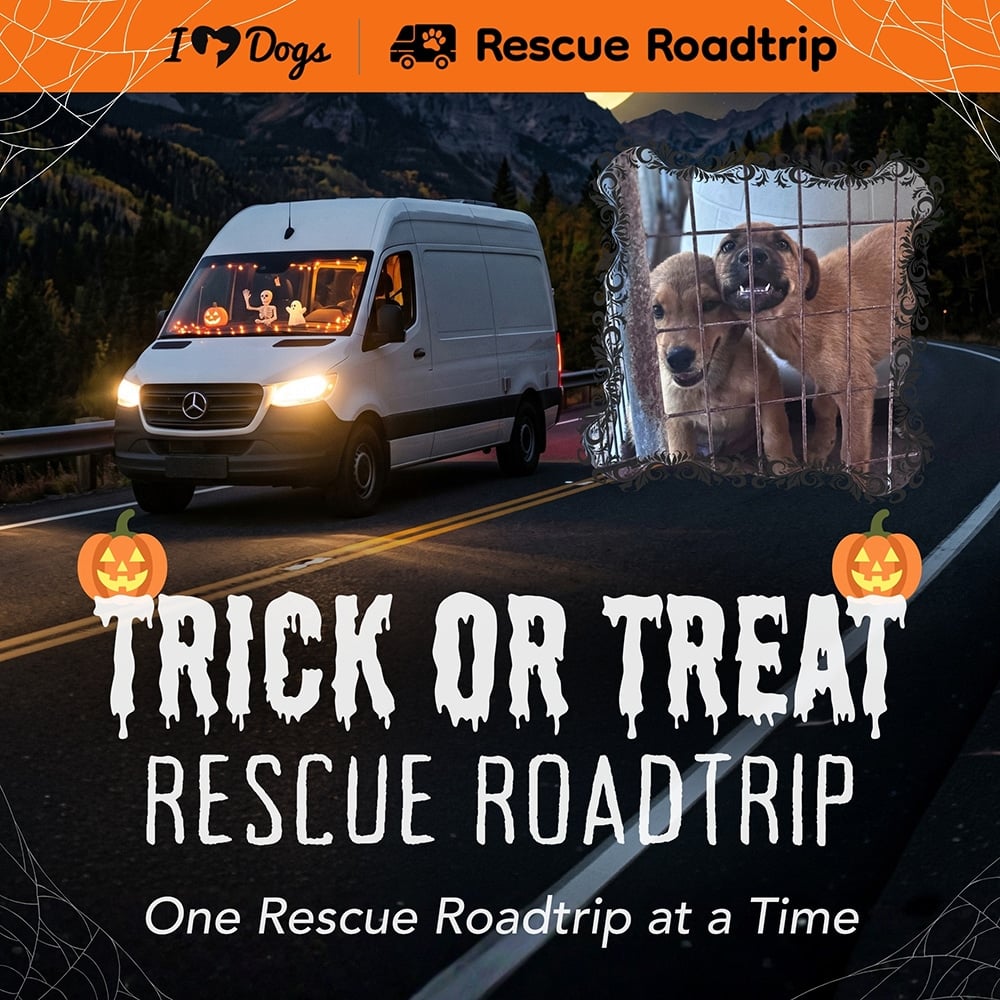 RESCUE ROAD TRIP Donation: TRICK OR TREAT: HELP A VAN FULL OF SHELTER DOGS FIND THEIR FOREVER HOMES