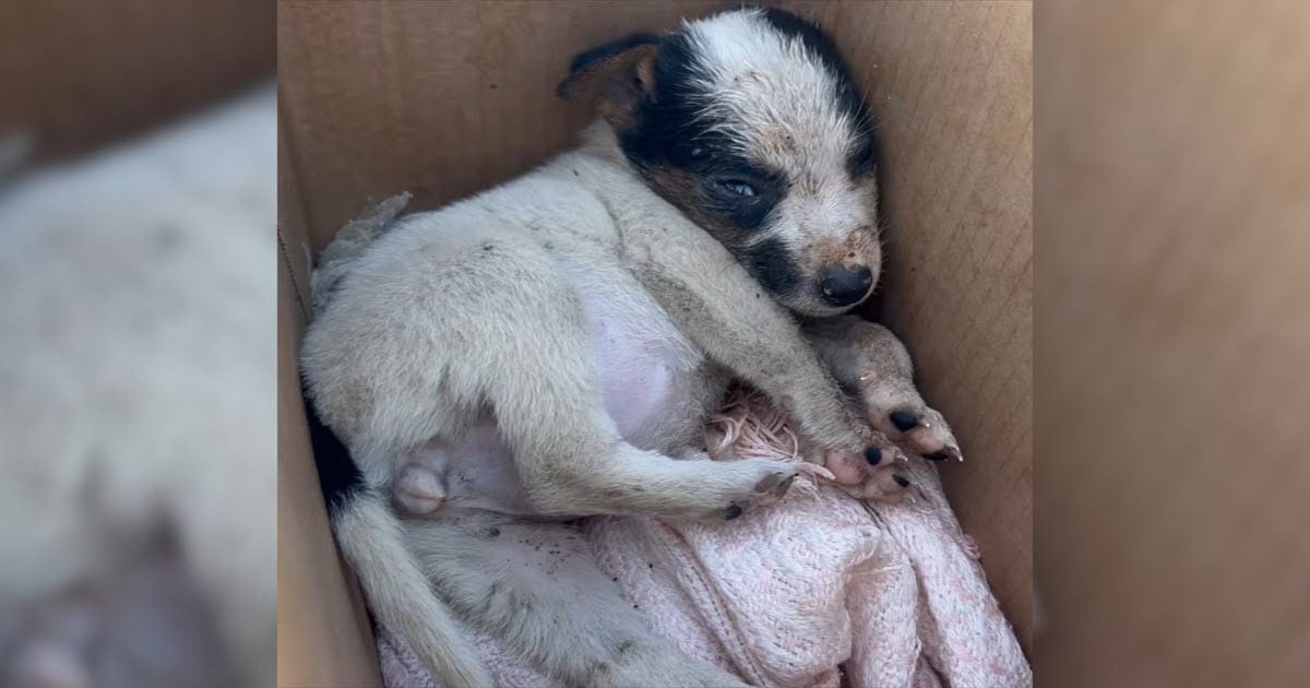 Puppy Cries After Stranger Gives Her to Kids, Too Young to Be Alone