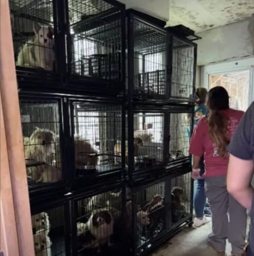 101 Dogs Rescued From 'Puppy Mill' In Home With Filthy Living ...