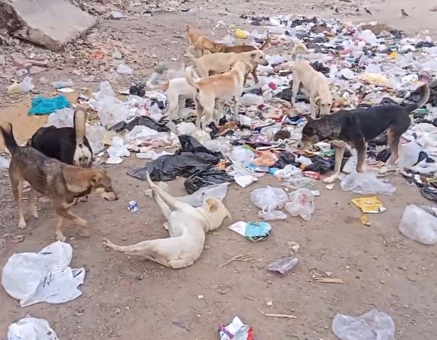 Morocco’s stray dogs looking for food in a dump site