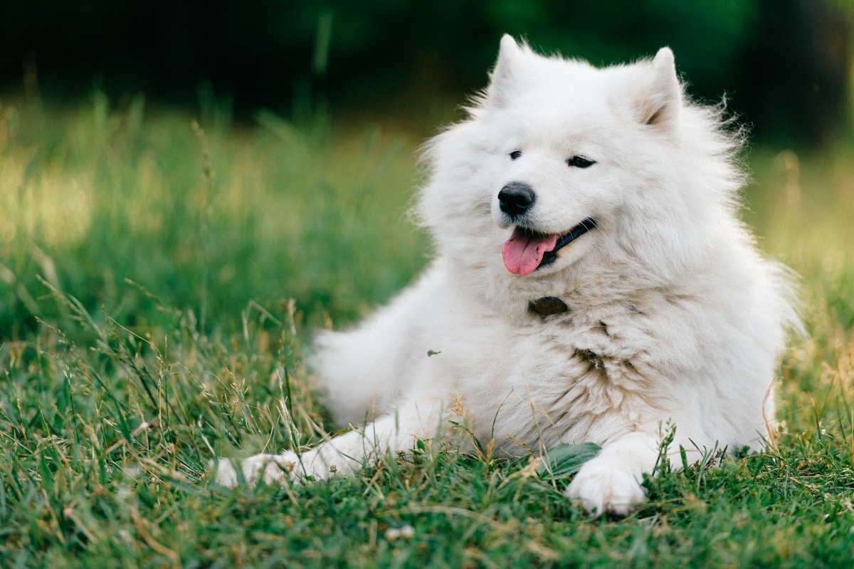 A beautifully groomed dog with a flowing coat showing a calm and cared-for appearance
