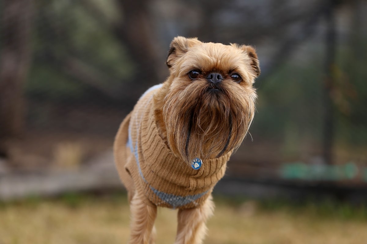 Brussels Griffon looking curious, capturing quirky drama and expressive spirit.