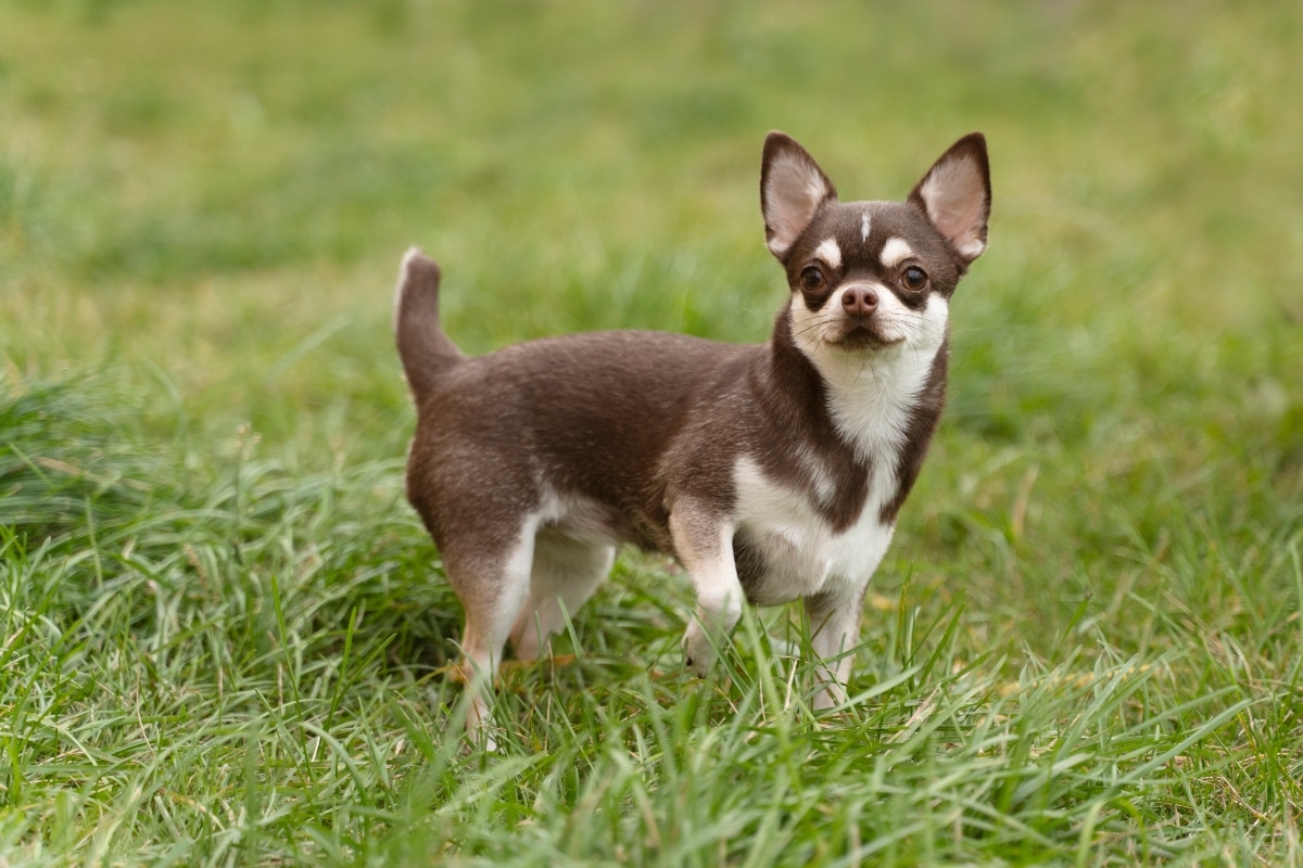 Chihuahua, small but alert, reacting quickly to unfamiliar noises.