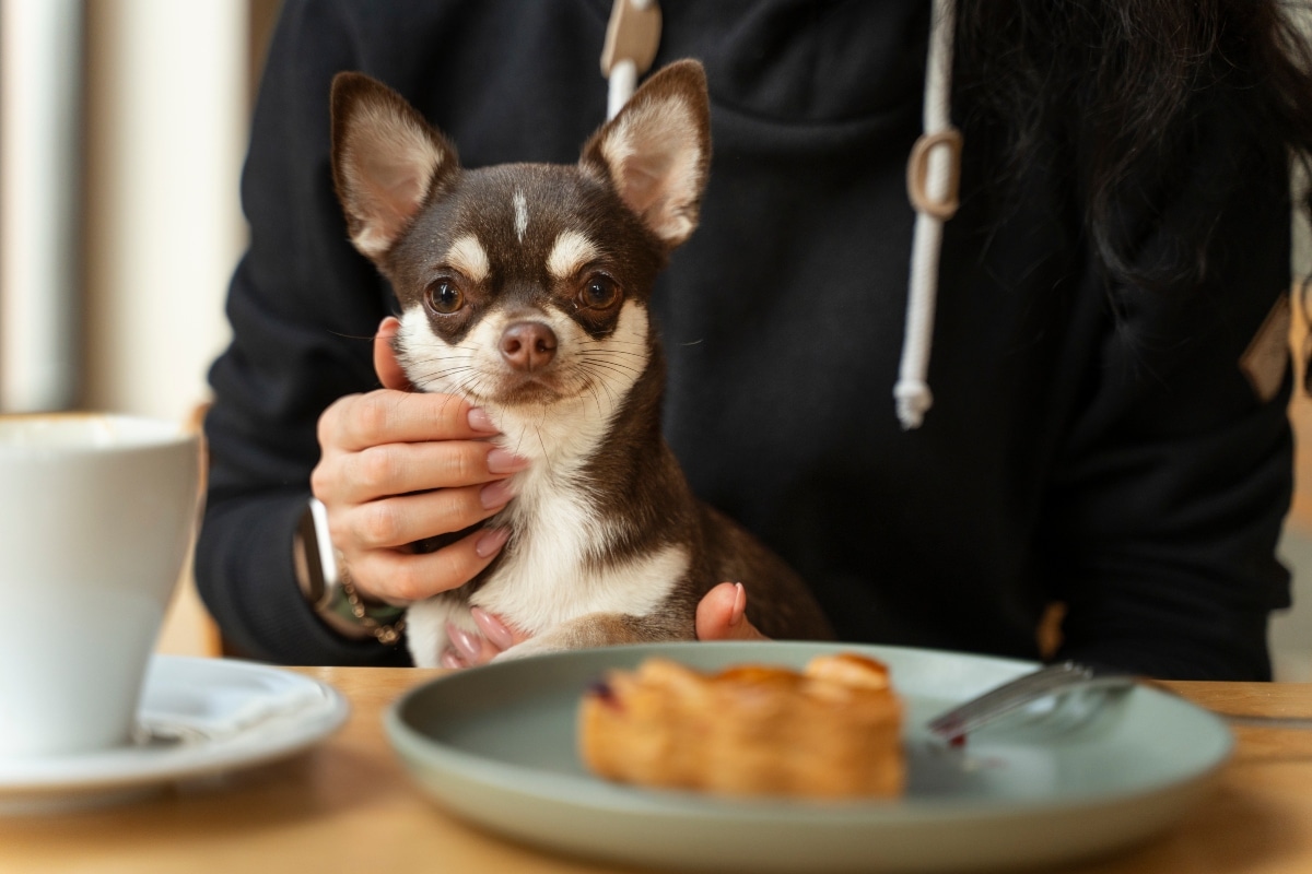 Chihuahua snuggled close, showing tiny size and clingy affection.