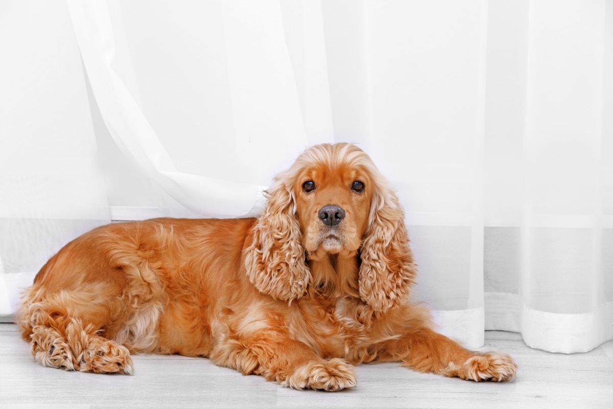 Cocker Spaniel resting peacefully with affectionate connection.