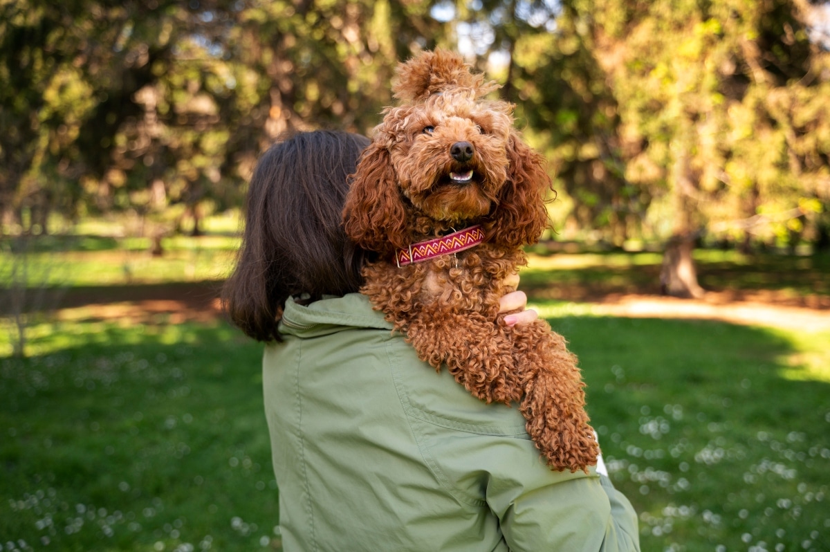 Toy Poodle sitting calmly in arms, radiating soft affection and quiet intelligence.