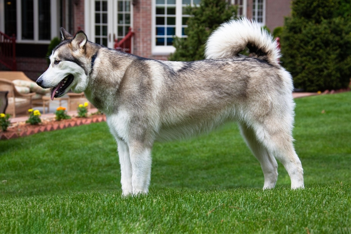 Alaskan Malamute stands strong and sturdy, built for leadership and endurance.