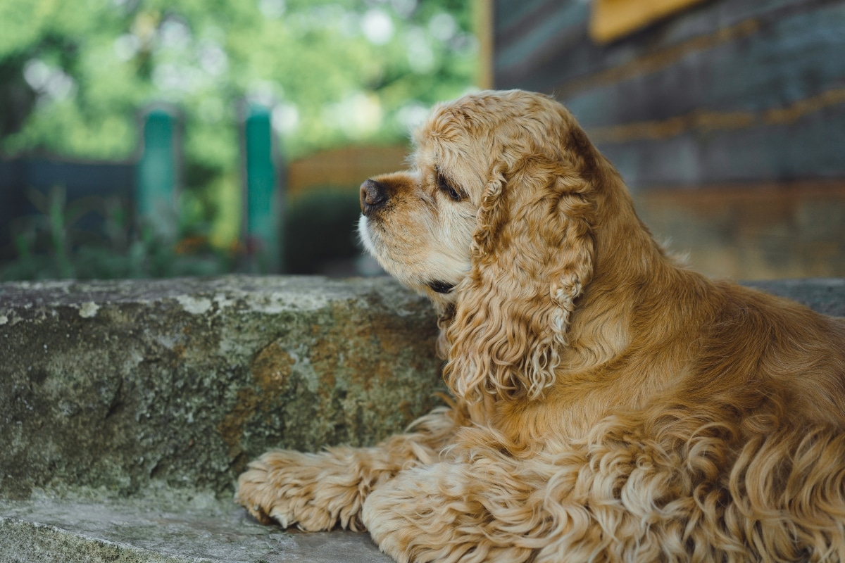 Cocker Spaniel sitting sweetly by a door, eyes filled with love and longing.