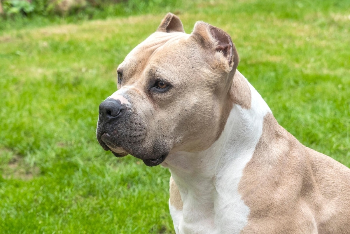American Pit Bull Terrier smiling widely with a happy, energetic expression.