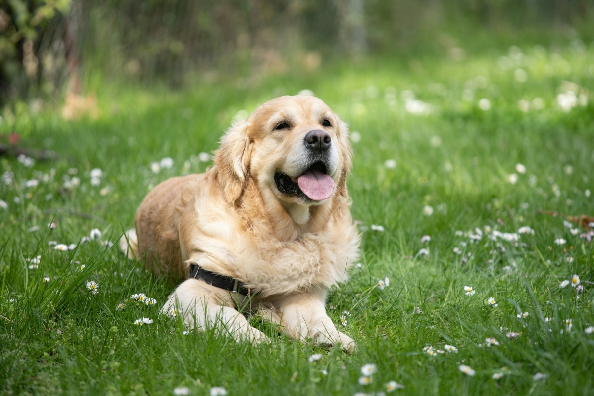 Golden Retriever with a soulful, empathetic expression.