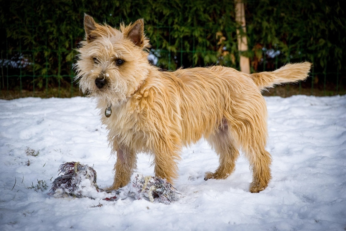 Cairn Terrier looking alert, showing scrappy charm and determined curiosity.
