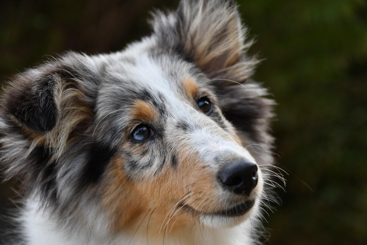 Shetland Sheepdog standing near, reflecting emotional connection and loyal behavior.