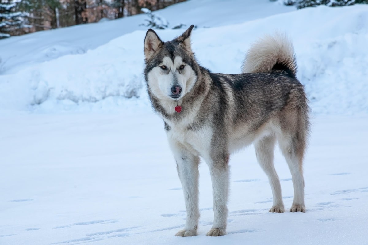Alaskan Malamute standing in snow, radiating power and cold-weather contentment.