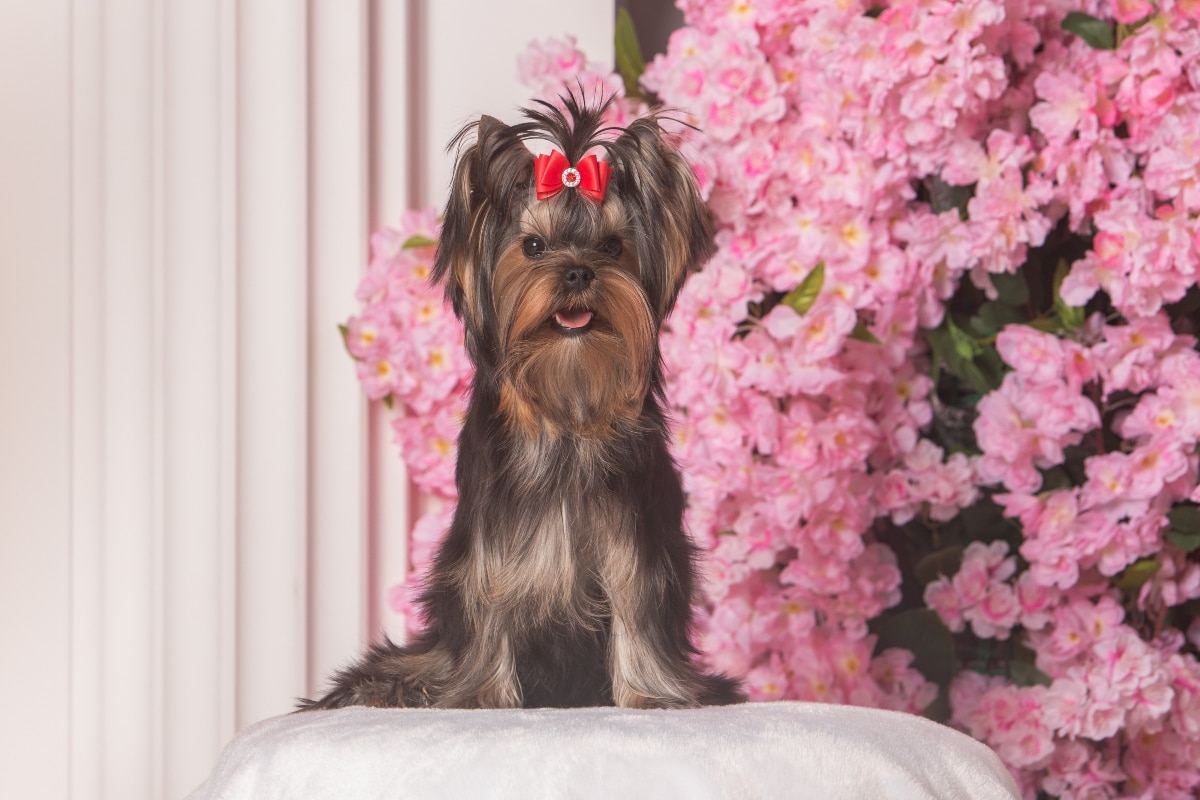 Yorkshire Terrier sitting proudly, showing bold character and glamorous charm.