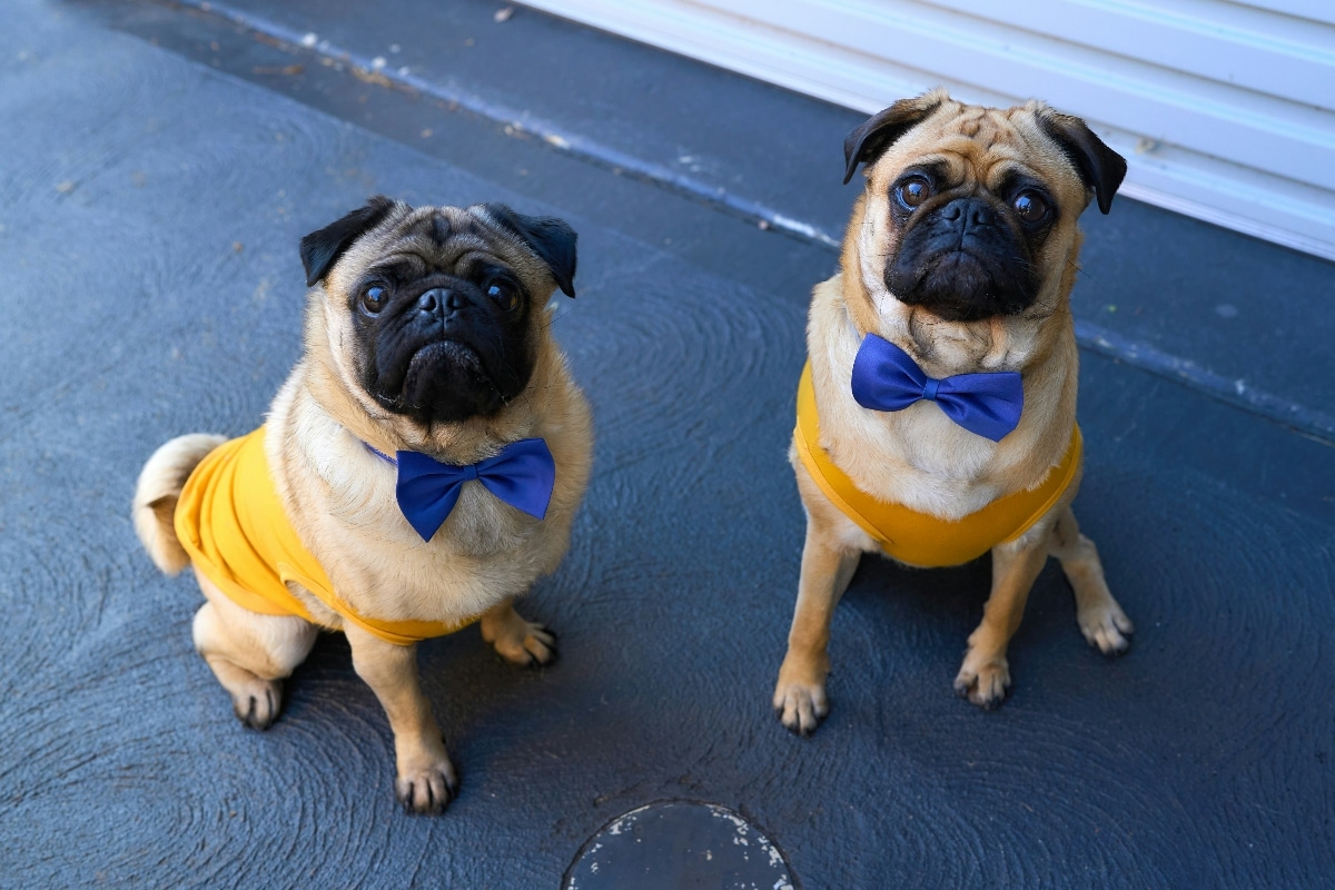 Pug smiling mischievously, radiating cheerful party vibes.