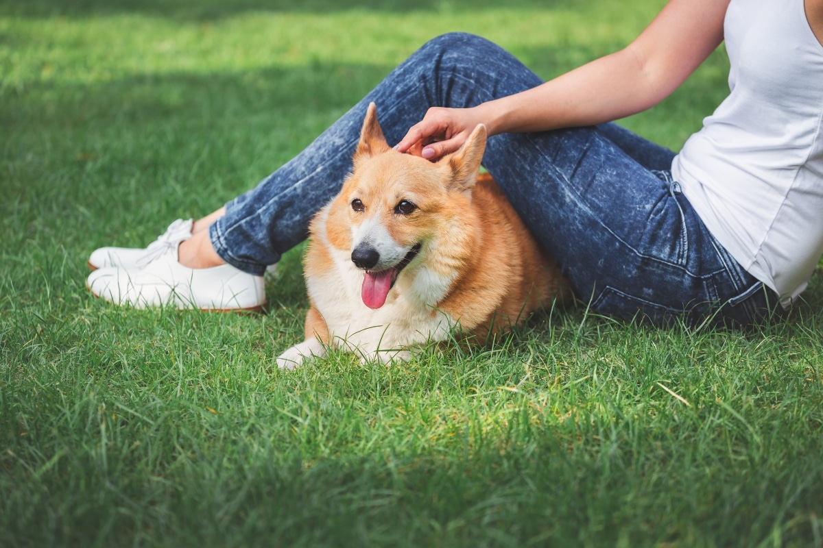 Pembroke Welsh Corgi lying beside its owner, radiating affection and loyalty.