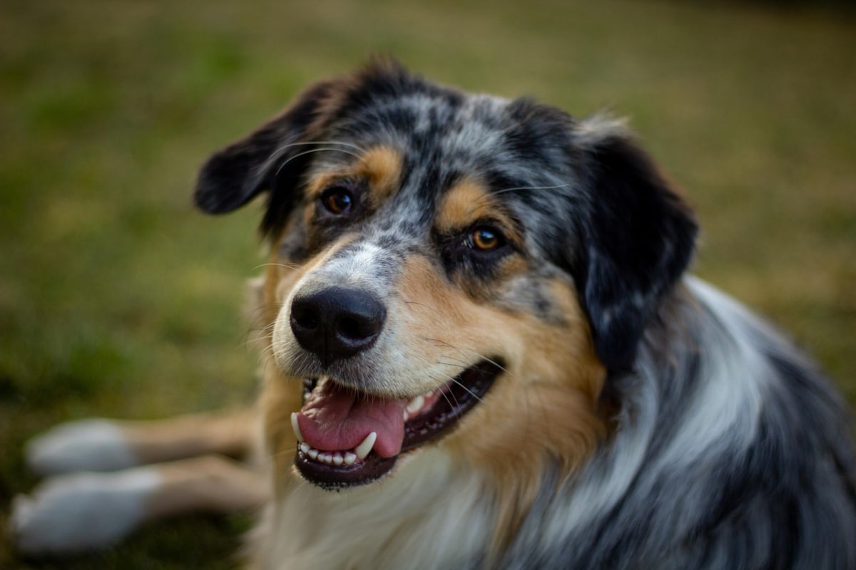 Australian Shepherd with merle coat and bright eyes, glowing with energy and intelligence