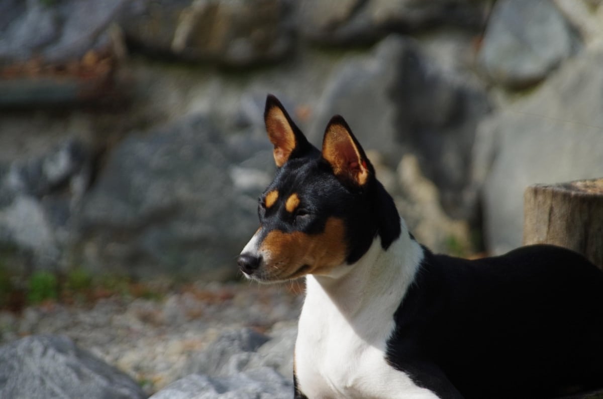Basenji standing alert, showcasing its quiet and attentive nature.
