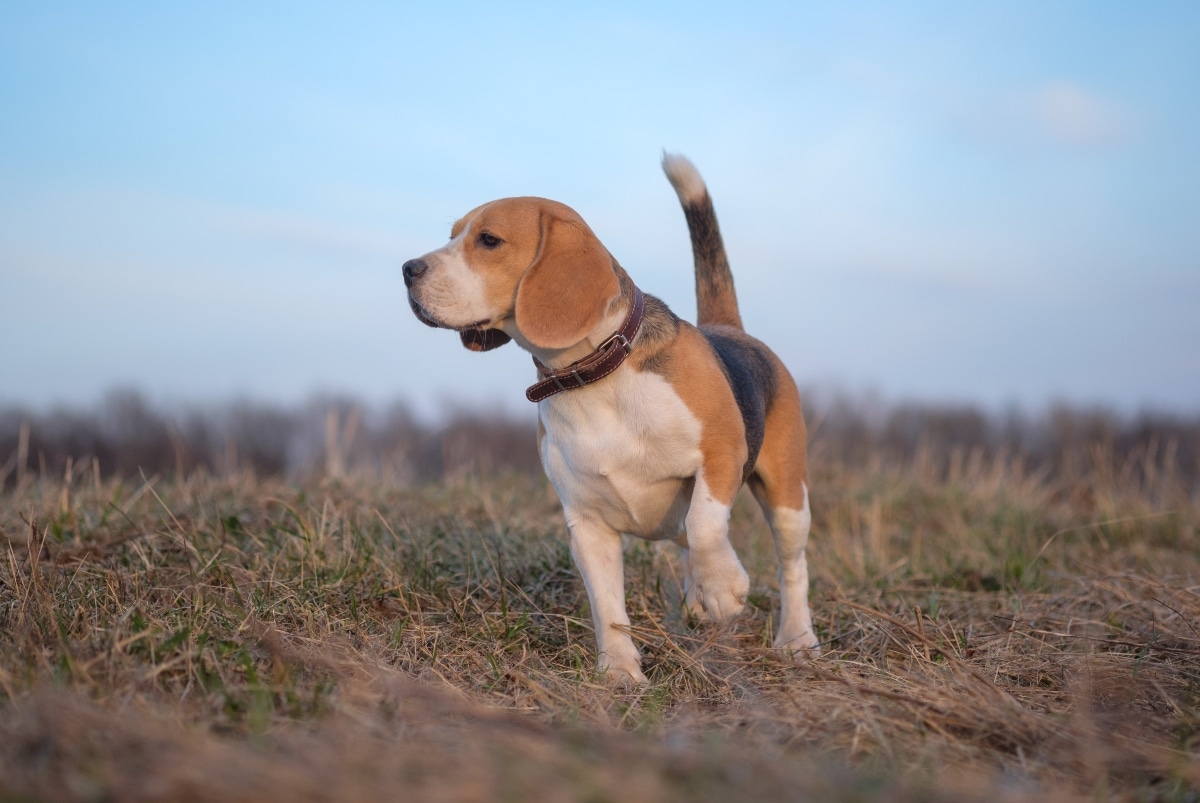 Beagle nose to ground displaying classic scent-driven enthusiasm
