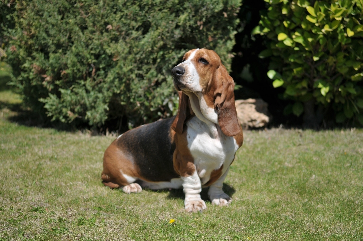 Basset Hound sitting quietly, reflecting its relaxed and gentle nature.